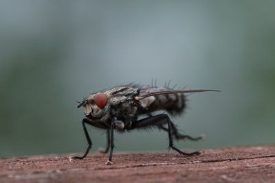 Close-up of insect