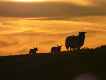 Low angle view of silhouette sheep with lambs against orange sky