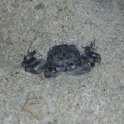 Close-up of crab on sand at beach