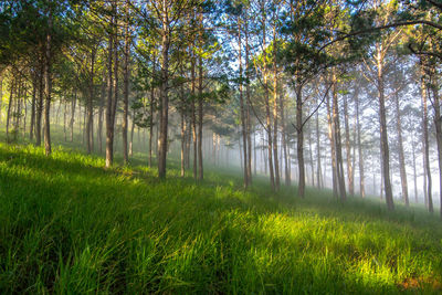 Scenic view of trees in forest