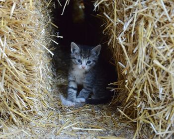 Portrait of kitten