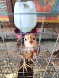 Close-up of bird in cage