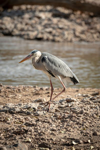 Side view of a bird