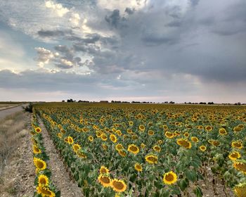 Yellow flowers growing in field against sky