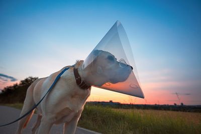 Close-up of dog on field against sky during sunset