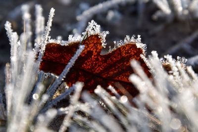 Close-up of frozen plant during winter