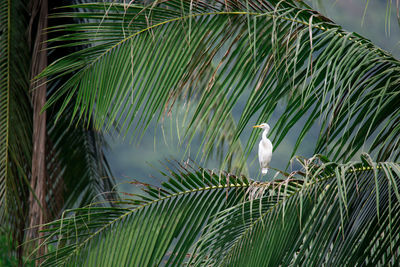 Bird perching on a plant