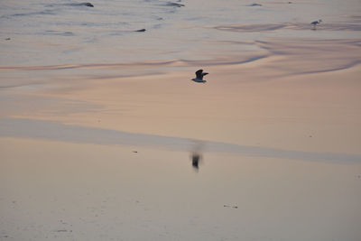 High angle view of birds on beach