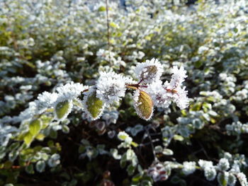 Close-up of frozen plant