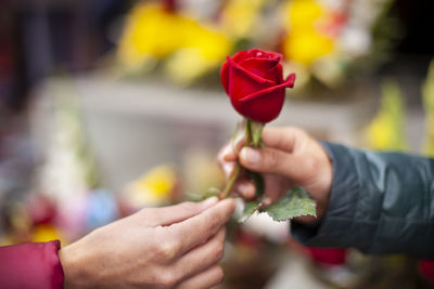 Midsection of people holding red flowering plant
