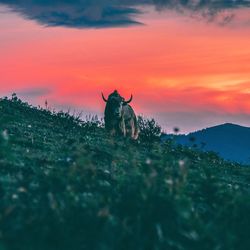 View of horse on field during sunset