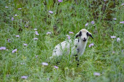 Dog in a field