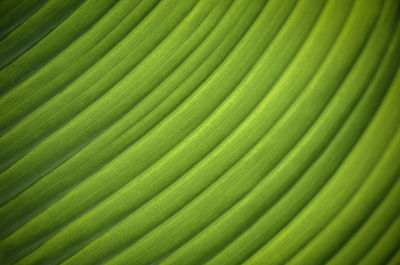 Detail shot of green leaves