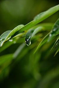 Close-up of water drops on leaf