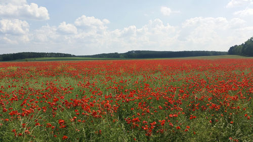 Plants growing on field