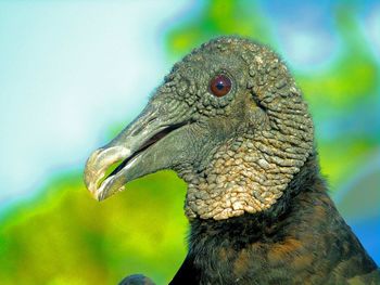 Portrait of american black vulture