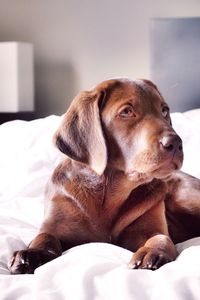 Chocolate labrador on bed