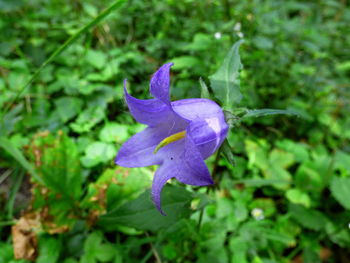 Close-up of purple flowers