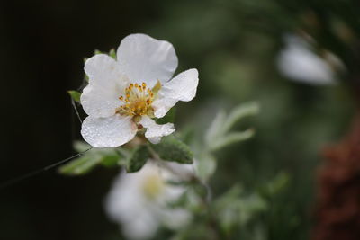 Close-up of white flowering plant