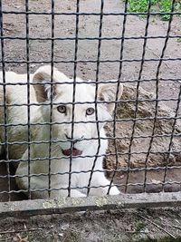 Portrait of cat in cage