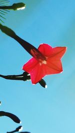 Close-up of red hibiscus flower