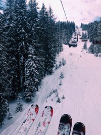 High angle view of trees in winter