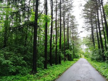 Empty road amidst trees in forest