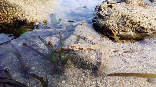 Close-up of sea shore