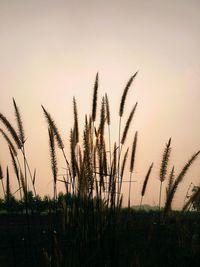 Close-up of plants on field against sky during sunset