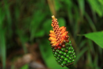 Close-up of plant growing outdoors