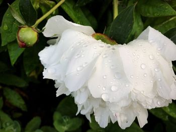 Close-up of wet white flower blooming outdoors