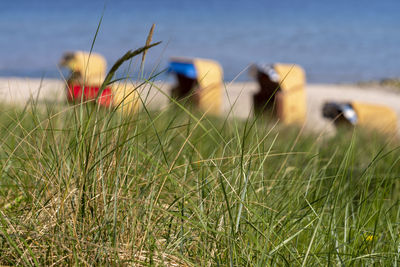 Close-up of grass on field