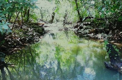 Reflection of trees in water