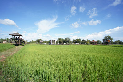 Scenic view of agricultural field against sky