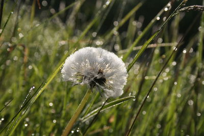 Close-up of wet dandelion growing outdoors