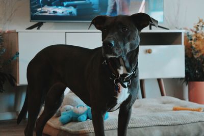Portrait of dog relaxing on bed at home