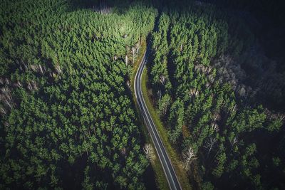 Aerial view of a road in forest  