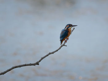 Splendid exemplary with beautiful colors of common kingfisher, alcedo atthis, on a thin branch.