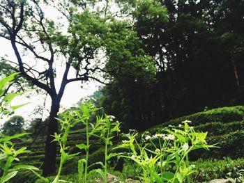 View of trees in forest