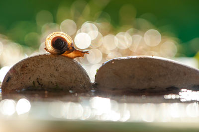 Close-up of snail