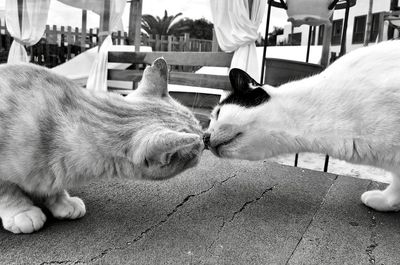 Close-up of two cats kissing