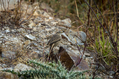 Bird perching on a field