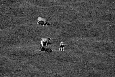 View of horse on field