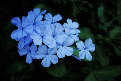 Close-up of blue hydrangea blooming outdoors