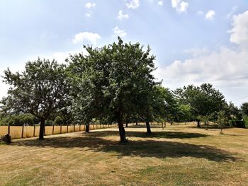 Trees on field against sky