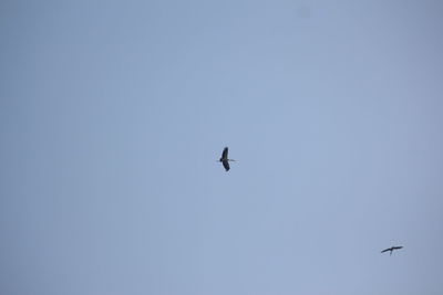 Low angle view of bird flying in sky