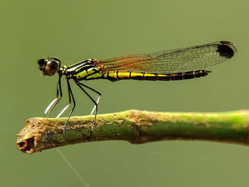 Close-up of dragonfly on a plant