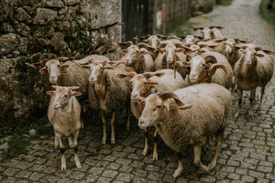 Sheep standing in a farm