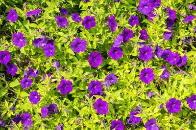 High angle view of purple flowers blooming on field