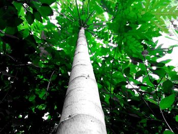 Low angle view of bamboo trees in forest